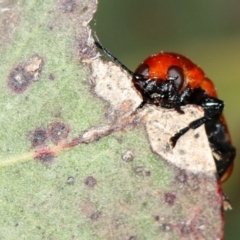 Aporocera (Aporocera) haematodes at Bruce, ACT - 22 Nov 2012 12:45 PM