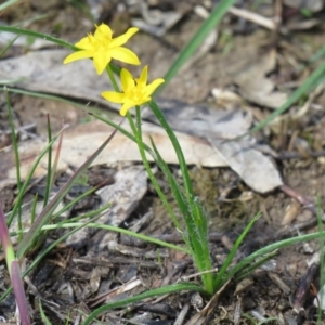 Hypoxis hygrometrica var. villosisepala at Tuggeranong DC, ACT - 12 Mar 2020