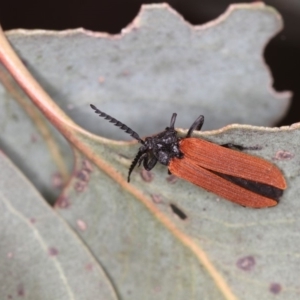 Porrostoma rhipidium at Bruce, ACT - 22 Nov 2012 12:47 PM