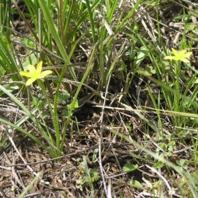 Hypoxis hygrometrica var. villosisepala (Golden Weather-grass) at Yass River, NSW - 11 Mar 2020 by SueMcIntyre
