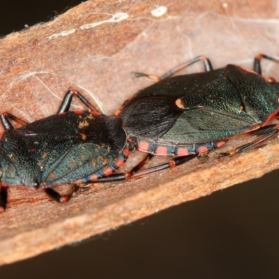 Notius depressus (Shield bug) at Bruce Ridge to Gossan Hill - 22 Nov 2012 by Bron