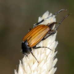 Phyllotocus rufipennis (Nectar scarab) at Bruce Ridge to Gossan Hill - 22 Nov 2012 by Bron
