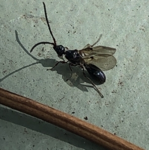 Diapriidae (family) at Aranda, ACT - 12 Mar 2020