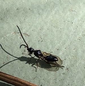 Diapriidae (family) at Aranda, ACT - 12 Mar 2020