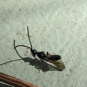 Diapriidae (family) at Aranda, ACT - 12 Mar 2020 02:28 PM