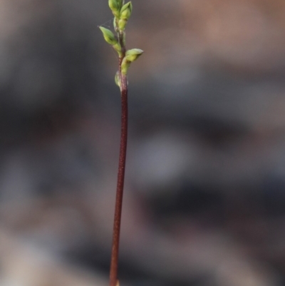 Corunastylis clivicola (Rufous midge orchid) at MTR591 at Gundaroo - 9 Mar 2020 by MaartjeSevenster