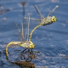 Anax papuensis (Australian Emperor) at Googong, NSW - 25 Feb 2020 by WHall