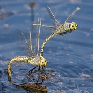 Anax papuensis at Googong, NSW - 25 Feb 2020