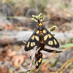 Amata (genus) at Hackett, ACT - 12 Mar 2020 02:06 PM