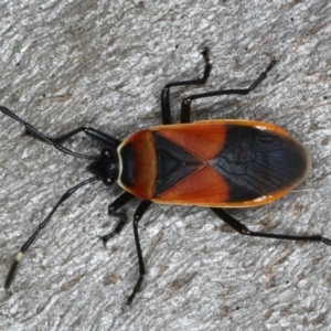 Dindymus versicolor at Ainslie, ACT - 12 Mar 2020