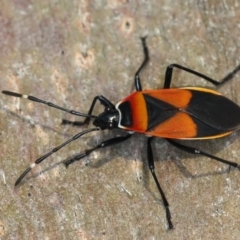 Dindymus versicolor at Ainslie, ACT - 12 Mar 2020