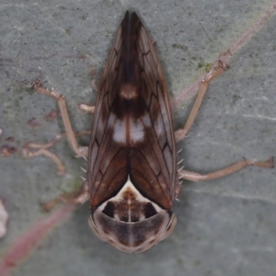 Brunotartessus fulvus (Yellow-headed Leafhopper) at Majura, ACT - 12 Mar 2020 by jb2602