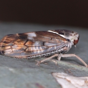 Brunotartessus fulvus at Majura, ACT - 12 Mar 2020