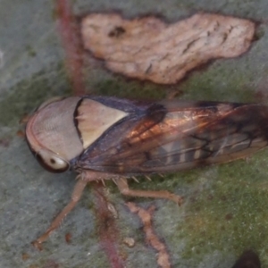 Brunotartessus fulvus at Majura, ACT - 12 Mar 2020