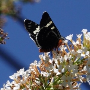 Phalaenoides glycinae at Hughes, ACT - 27 Feb 2020 12:12 PM