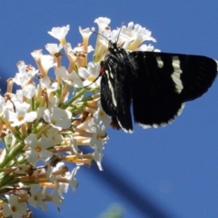 Phalaenoides glycinae at Hughes, ACT - 27 Feb 2020 12:12 PM