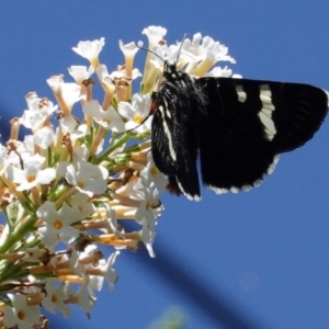 Phalaenoides glycinae at Hughes, ACT - 27 Feb 2020 12:12 PM