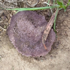 Calvatia cyathiformis at Hughes, ACT - 12 Mar 2020 by LisaH