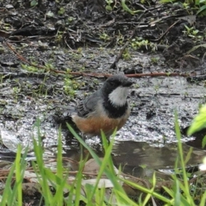 Pachycephala rufiventris at Deakin, ACT - 12 Mar 2020