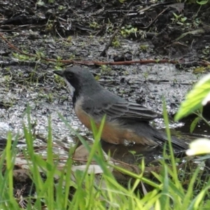 Pachycephala rufiventris at Deakin, ACT - 12 Mar 2020