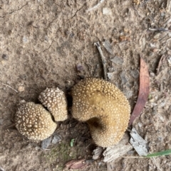 zz puffball at Hughes, ACT - 11 Mar 2020 by LisaH