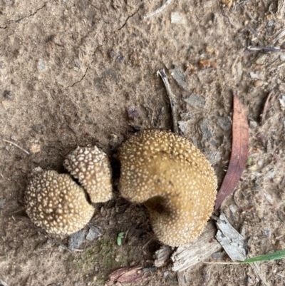 zz puffball at Hughes, ACT - 12 Mar 2020 by LisaH