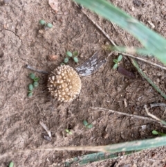 zz puffball at Hughes, ACT - 12 Mar 2020