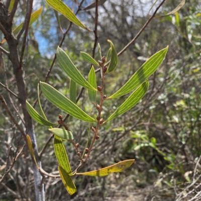 Hakea dactyloides (Finger Hakea) at Mongarlowe, NSW - 9 Mar 2020 by LisaH