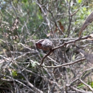 Hakea dactyloides at Mongarlowe, NSW - 9 Mar 2020