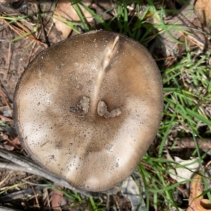 zz agaric (stem; gills white/cream) at Mongarlowe, NSW - 9 Mar 2020