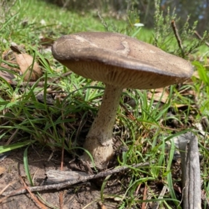 zz agaric (stem; gills white/cream) at Mongarlowe, NSW - 9 Mar 2020 12:46 PM