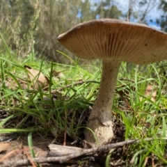 zz agaric (stem; gills white/cream) at Mongarlowe, NSW - 9 Mar 2020