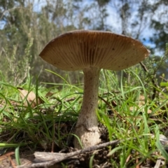 zz agaric (stem; gills white/cream) at Mongarlowe, NSW - 9 Mar 2020 12:46 PM