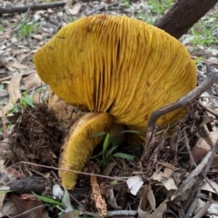 Phylloporus sp. (Phylloporus sp.) at Deakin, ACT - 7 Mar 2020 by LisaH