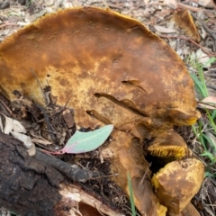 Phylloporus sp. at Deakin, ACT - 7 Mar 2020