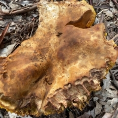 Phylloporus sp. at Deakin, ACT - 7 Mar 2020