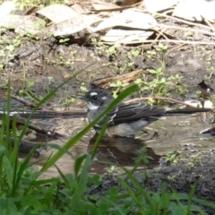 Rhipidura albiscapa at Deakin, ACT - 12 Mar 2020