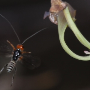 Braconidae (family) at Majura, ACT - 12 Mar 2020