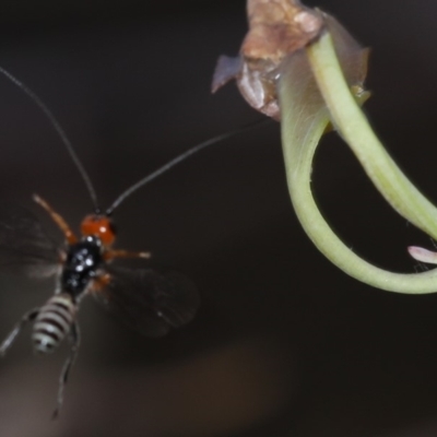 Braconidae (family) (Unidentified braconid wasp) at Majura, ACT - 12 Mar 2020 by jb2602