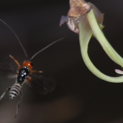 Braconidae (family) (Unidentified braconid wasp) at Majura, ACT - 12 Mar 2020 by jbromilow50