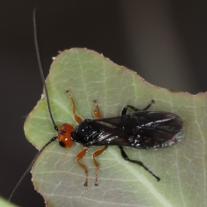 Braconidae (family) at Majura, ACT - 12 Mar 2020