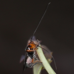 Braconidae (family) at Majura, ACT - 12 Mar 2020