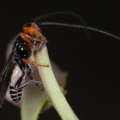 Braconidae (family) at Majura, ACT - 12 Mar 2020