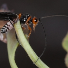 Braconidae (family) at Majura, ACT - 12 Mar 2020