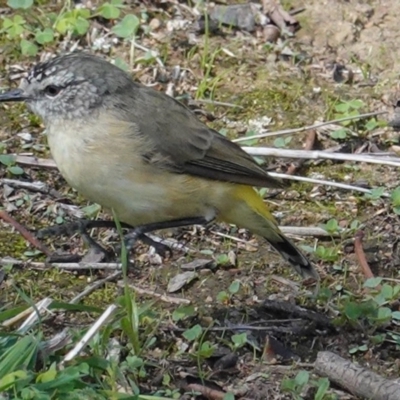 Acanthiza chrysorrhoa (Yellow-rumped Thornbill) at Deakin, ACT - 12 Mar 2020 by JackyF