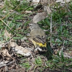 Acanthiza chrysorrhoa at Deakin, ACT - 12 Mar 2020