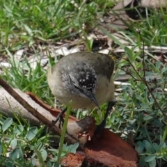 Acanthiza chrysorrhoa at Deakin, ACT - 12 Mar 2020