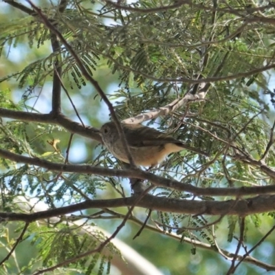 Acanthiza pusilla (Brown Thornbill) at Deakin, ACT - 12 Mar 2020 by JackyF