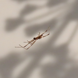 Latrodectus hasselti at Macarthur, ACT - 12 Mar 2020