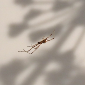 Latrodectus hasselti at Macarthur, ACT - 12 Mar 2020